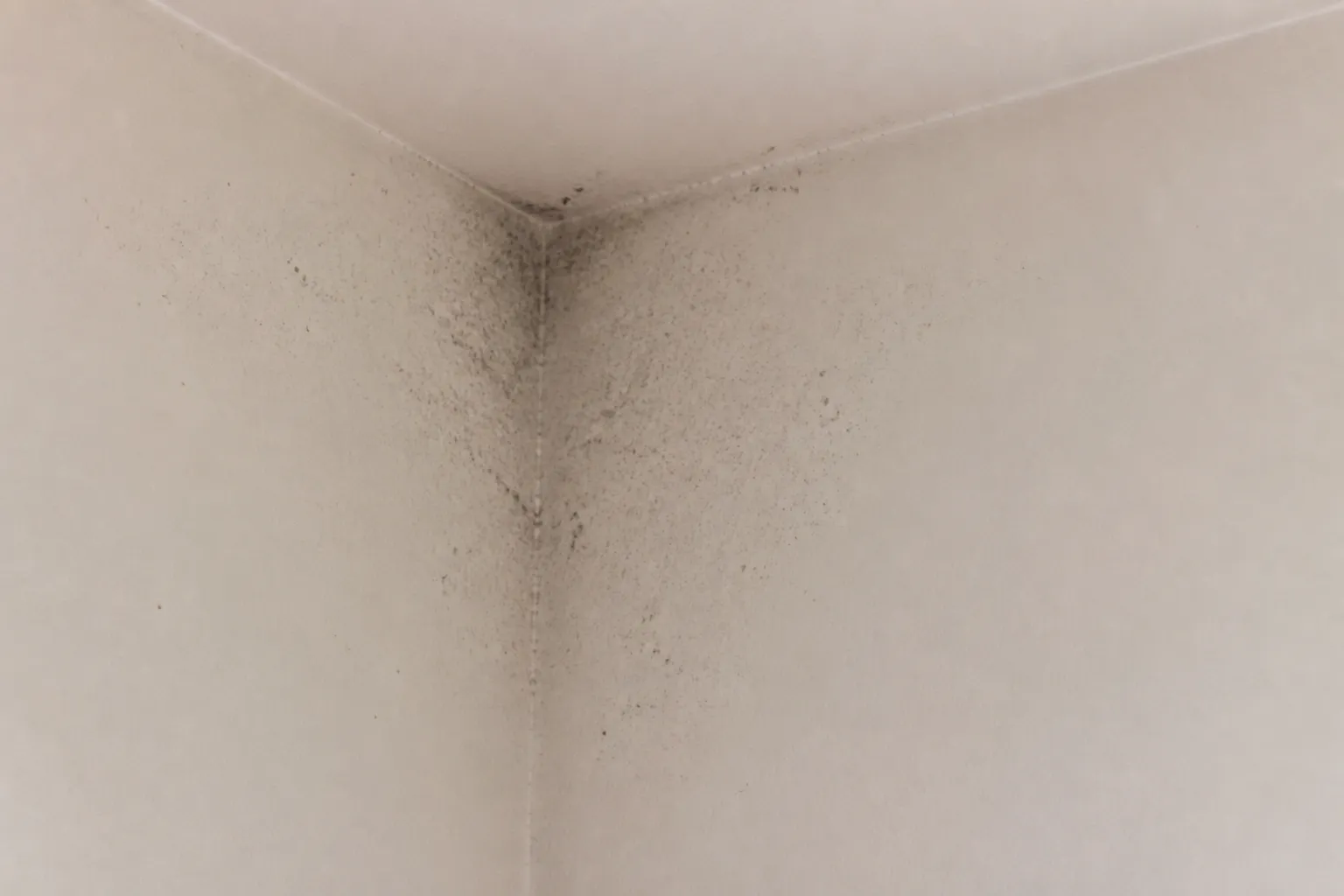 Moisissures naissantes dans un angle de chambre