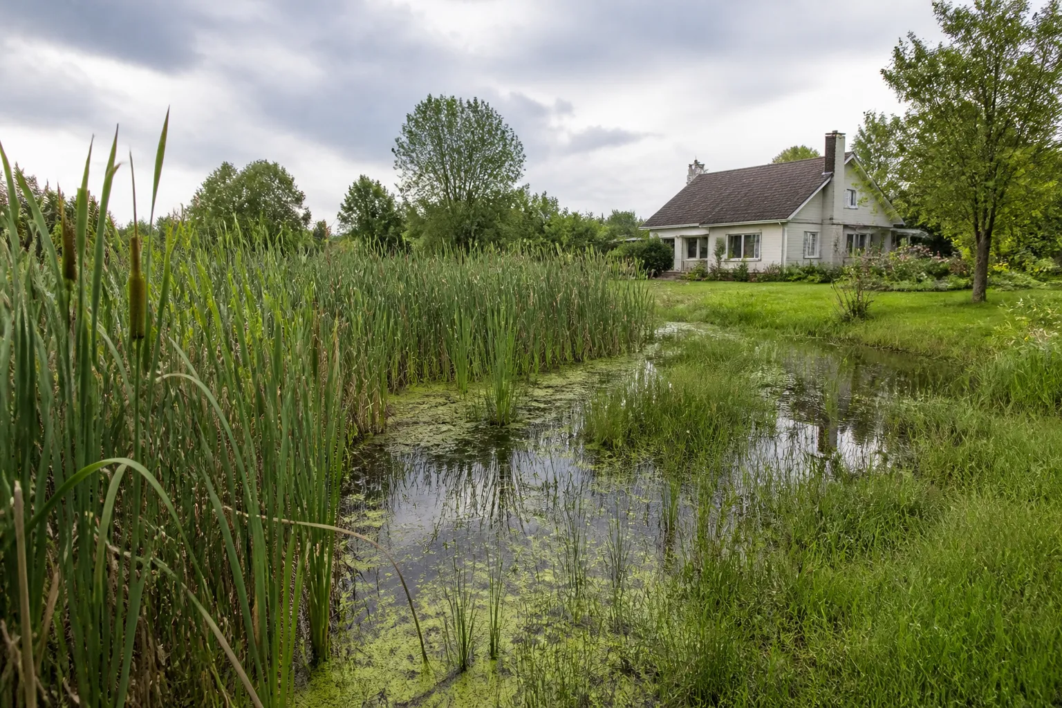 Terrain humide avec roseaux pres d une maison