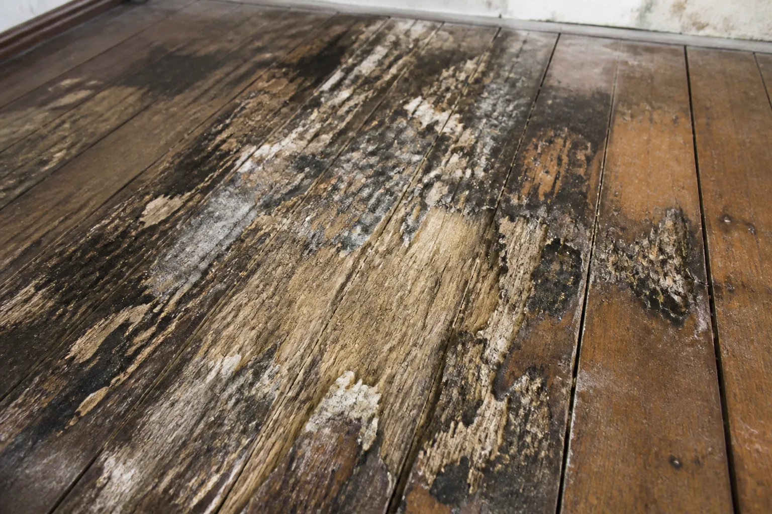 Bois de plancher degrade par un champignon